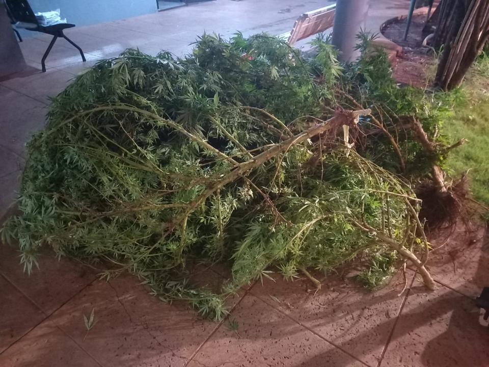 Foto 4 de 6 — Plantação de maconha é localizada após ação do BAEP em Araraquara